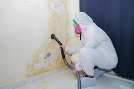 Reliable Mcdade, TX Mold Removal Services Solutions